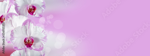 White pink flower orchid on blurred background. Banner with copy space