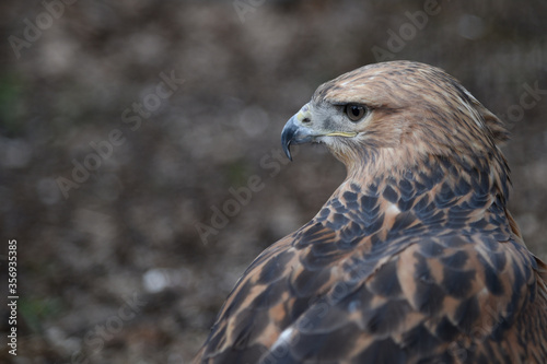Buzzard buteo close up portrait raptor bird
