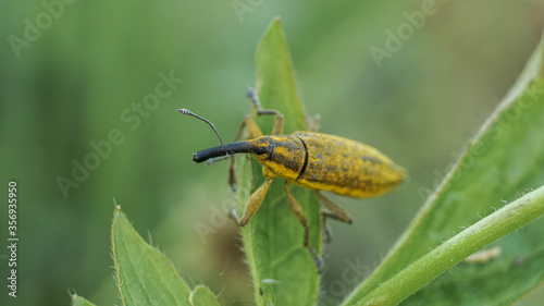 yellow weevil sits on the grass, selective focus image