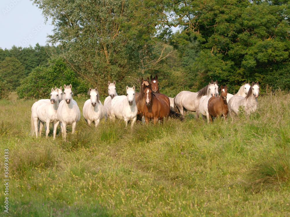 Herd of Ponies