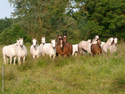 Fototapeta Naklejka Na Ścianę i Meble -  Herd of Ponies