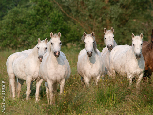 Herd of Ponies © Nigel Baker