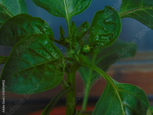 Senise crusco pepper plant (Basilicata). Traditional Italian food product (P.A.T recognition). photo