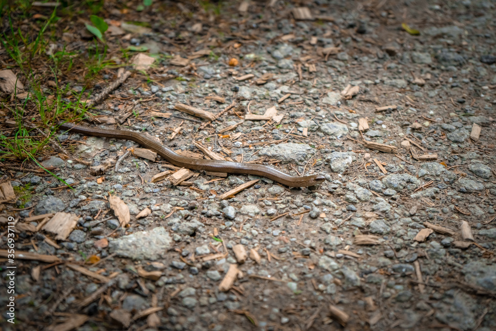 Fototapeta premium Blindschleiche auf einem Wanderweg bei Mitterfels im Bayerischen Wald