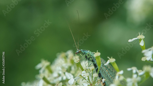blue chrysoperla carnea on flowers, selective focus image