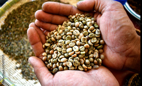 coffee robusta green bean in thailand