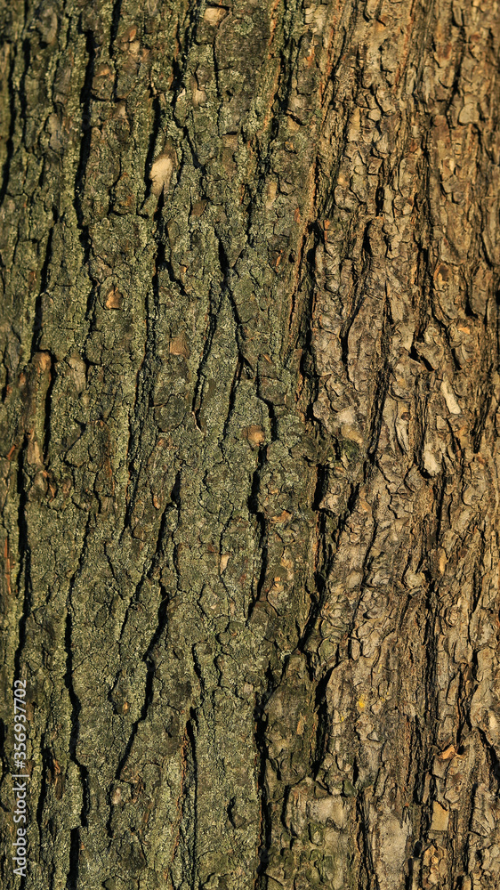 texture of brown tree bark pattern close up texture of brown tree bark pattern close up