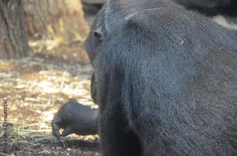 Gorilla - (Gorilla gorilla) in Frankfurt zoo Gorilla - (Gorilla gorilla) in Frankfurt zoo