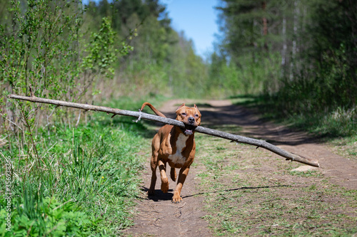 Red american pitbullterrier walks outdoor at summer photo