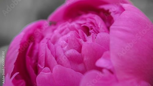 incredibly beautiful pink peony flower, summer day