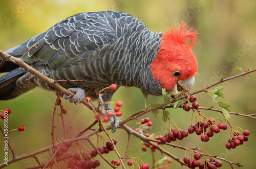 Male Gang Gang cockatoo (Callocephalon fimbriatum), a native Australian bird, perched in a tree eating berries.