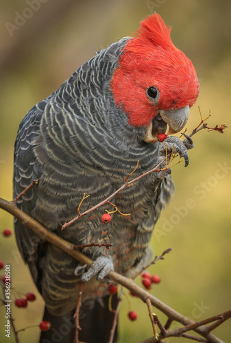 Male Gang Gang cockatoo (Callocephalon fimbriatum), a native Australian bird, perched in a tree eating berries.