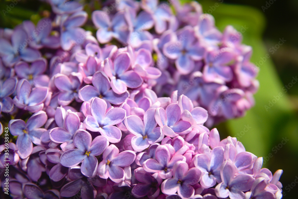 Spring flowers, pink lilac flowers in a garden