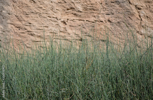 Green grass against the rock