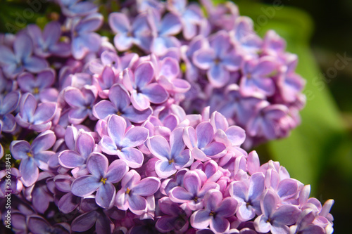 Spring flowers  pink lilac flowers in a garden