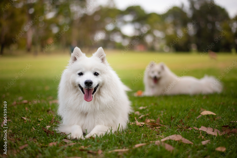 Japanese Spitz, white dog at a park