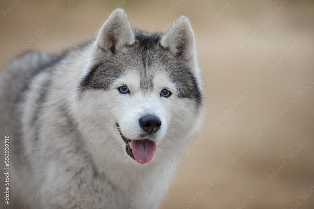 Beautiful portrait of a Siberian husky