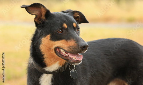 Portrait of a tricolour Kelpie  Australian breed of sheep dog  looking to the right. 