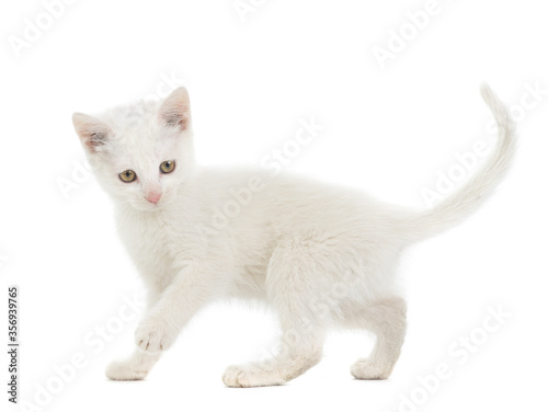 Running white kitten isolated on a white background.
