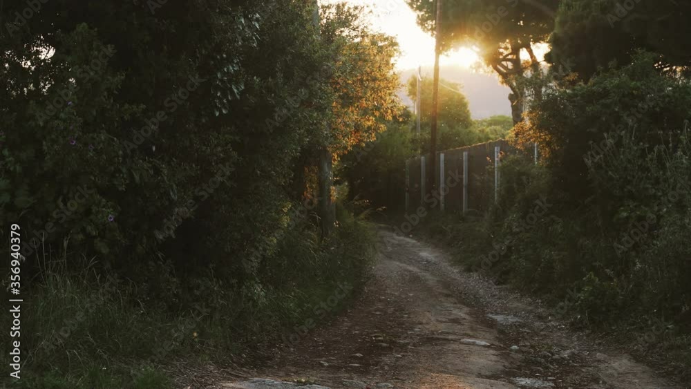 Golden sunset in the countryside. Romantic rural road. Little midges fly in the sunlight. Golden sunlight shines through the tree leaves. Forest plants. Botanical walks. Awakening nature. Golden sunset in the countryside. Romantic rural road. Little midges fly in the sunlight. Golden sunlight shines through the tree leaves. Forest plants. Botanical walks. Awakening nature.