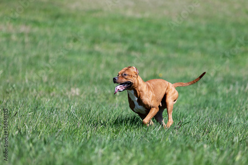 Red american pitbullterrier walks outdoor at summer photo