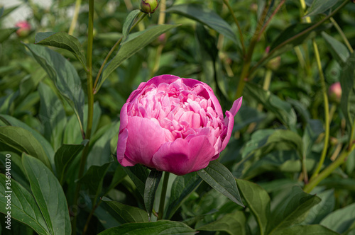 Fototapeta Naklejka Na Ścianę i Meble -  Peony flower. Pink peony flowers blooming in the garden.