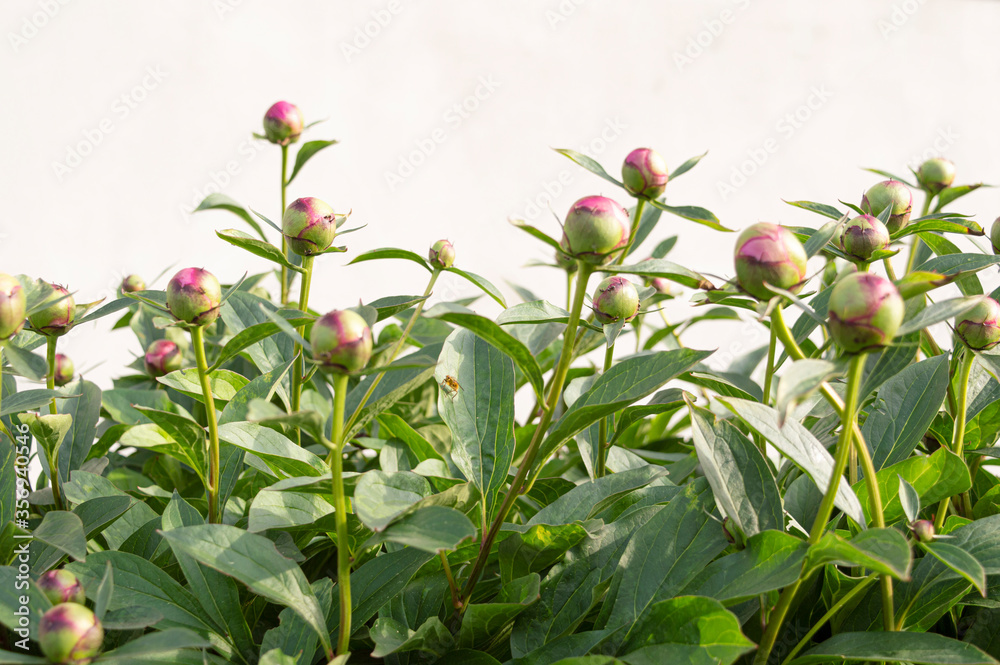 Buds of peony plant garden background, banner for website with gardening concept. 