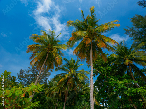 Coconut palm trees with blue sky