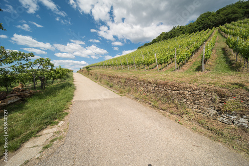 Vineyard landscape in southern Germany at the Castelberg in Sulzburg photo