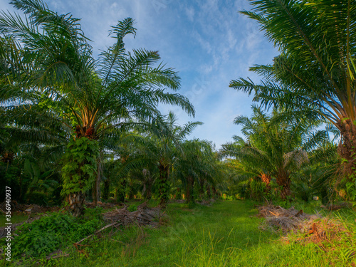 At the plantation of palm trees