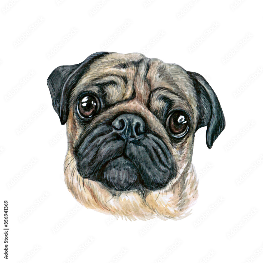 Watercolor illustration of a funny dog. Hand made character. Portrait cute dog isolated on white background. Watercolor hand-drawn illustration. Popular breed dog. Pug dog