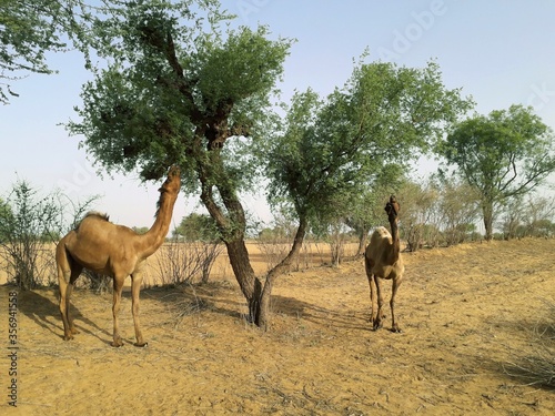 A couple of two camels feeding or eating green tree s leaves by long neck