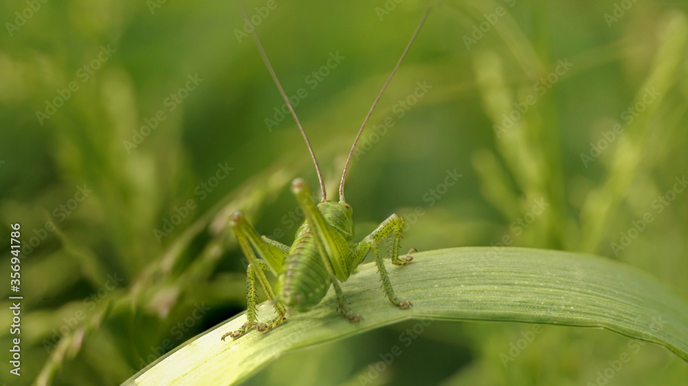 green grasshopper with long antennae on the grass, selective focus image green grasshopper with long antennae on the grass, selective focus image