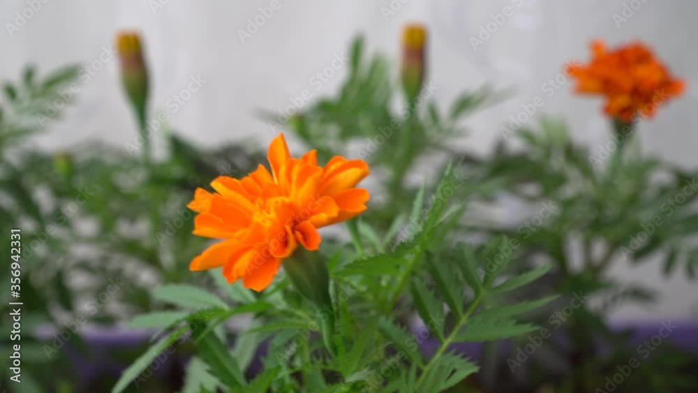 seasonal sale of seedlings. flower sprouts in pots. Tagetes Durango Tangerine are used in decorative floriculture