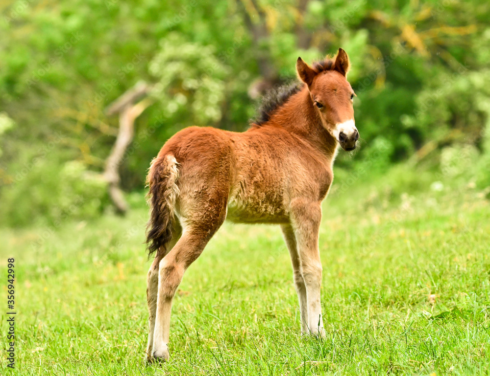 Obraz premium niesamowity i uroczy nowonarodzony kasztanowy źrebak islandzkiego konia stoi na łące i patrzy w kamerę z piękną, zadbaną głową