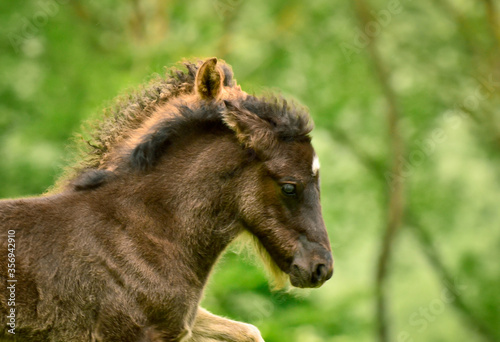 A black and a dun cloloured foal of a icelandic horse are galoping together synchronos in the meadow and are playing and tweaking