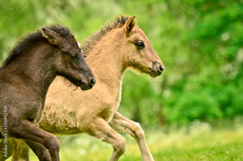 A black and a dun cloloured foal of a icelandic horse are galoping together synchronos in the meadow and are playing and tweaking photo