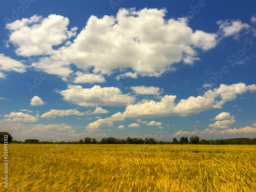 fertile grains in the summer in Bulgaria_6