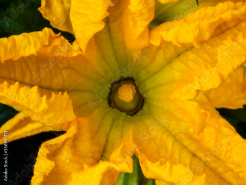 Yellow Zucchini Flower Growing Close-up