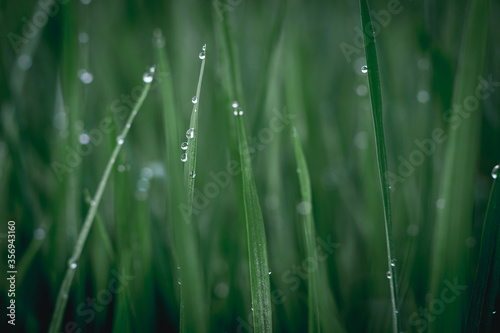 Water droplets on the top of rice leaves. Dark green tone