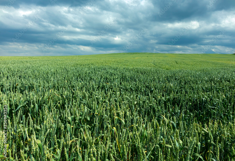 fertile cereals in the spring in Bulgaria_4 fertile cereals in the spring in Bulgaria_4