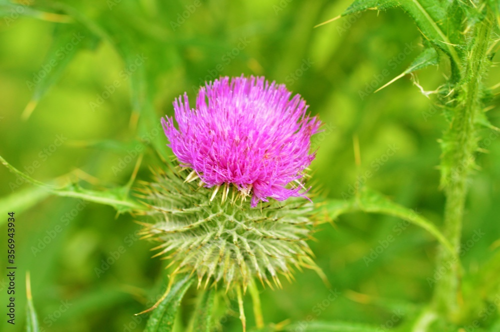 Spear Thistle on a green background (Cirsium vulgare). Spear Thistle on a green background (Cirsium vulgare).
