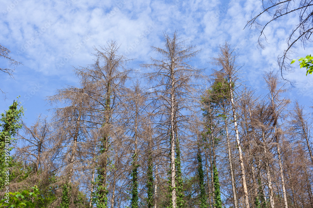 Waldsterben, Nadelwald, Stemweder Berg, Neidersachsen, Deutschland, Europa Waldsterben, Nadelwald, Stemweder Berg, Neidersachsen, Deutschland, Europa