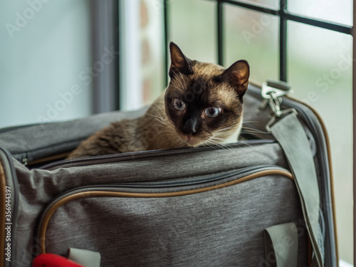 A Siamese cat looks out of a carrier while traveling