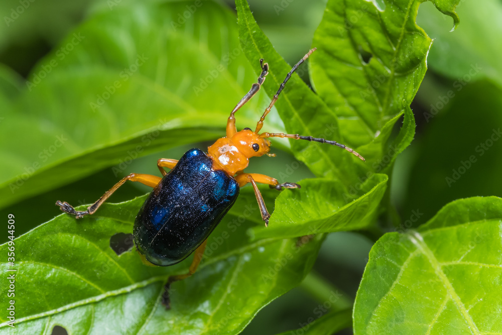 Naklejka premium A bright beetle is crawling over garden leaves with leaf damage