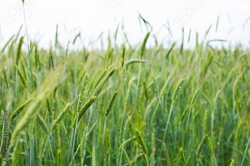 Green field of young rye on the farm. Agriculture