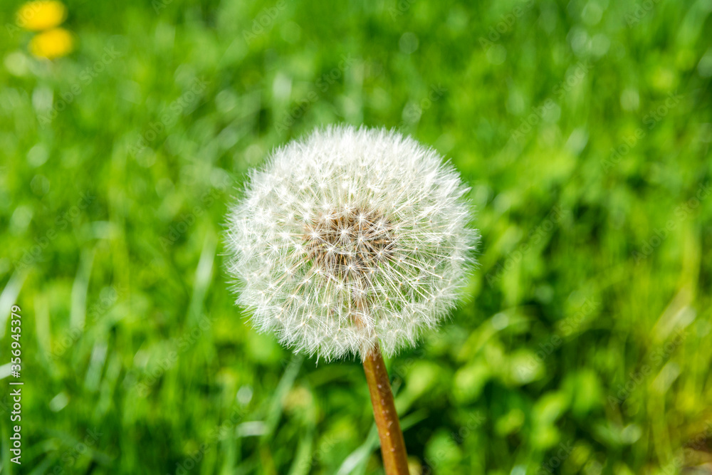 Fototapeta premium Dandelion (Taraxacum) seedhead in summer with green background