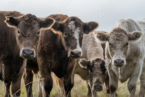 Cows grazing in a field photo