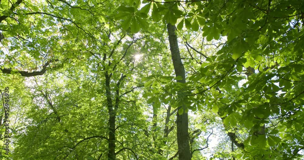 Walking in bright green forest on sunny day low angle point of view shot Walking in bright green forest on sunny day low angle point of view shot