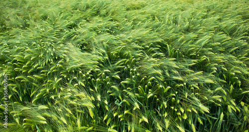 Background of thick green barley blowing in the wind on the farm